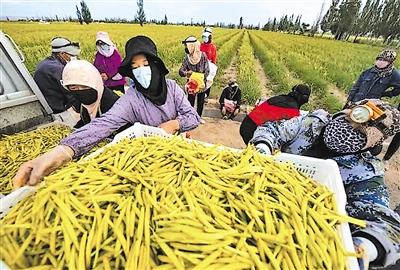     村民們?cè)诜N植基地采摘黃花菜。