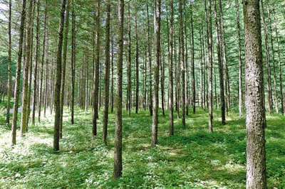 <p>　　天然林修復(fù)成效明顯。</p>