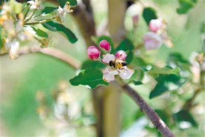 <p>　　岸邊蘋果花爭相吐蕊，引來蜜蜂采蜜忙。</p>