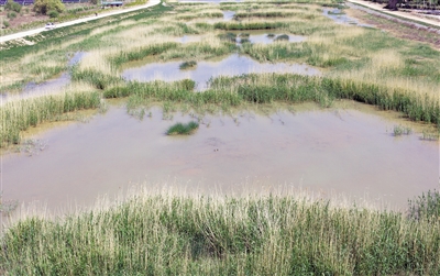 <p>　　←河道里水草豐茂，水質(zhì)清澈。</p>