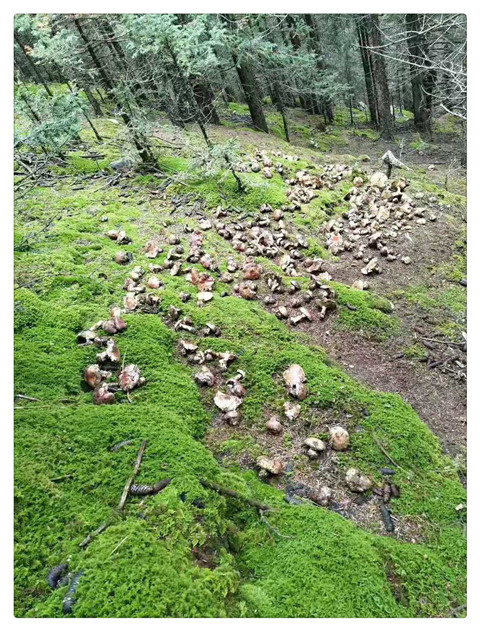 賀蘭山紫蘑菇.jpg