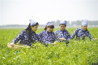 <p>　　采茶工在寧夏百瑞源賀蘭山基地采摘枸杞芽茶。該基地茶園面積300余畝，助力周邊200多名農(nóng)民就業(yè)增收。</p>