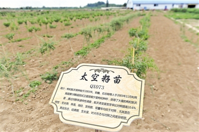 <p>　　中杞、杞鑫等3個(gè)自治區(qū)級(jí)良種采穗圃和苗木繁育基地，出圃優(yōu)質(zhì)種苗，保障枸杞品質(zhì)。</p><p>　　本報(bào)記者　王鼎　攝</p>