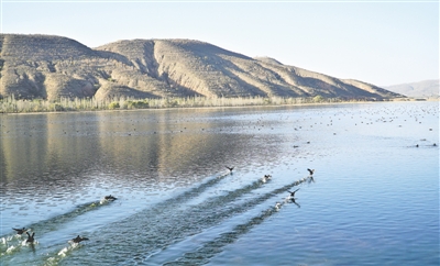 <p>　　灘涂水澤成候鳥棲息地。</p>