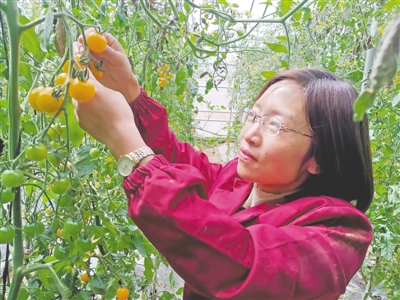 <p>　　周雪在大棚里查看小番茄的生長情況。</p>