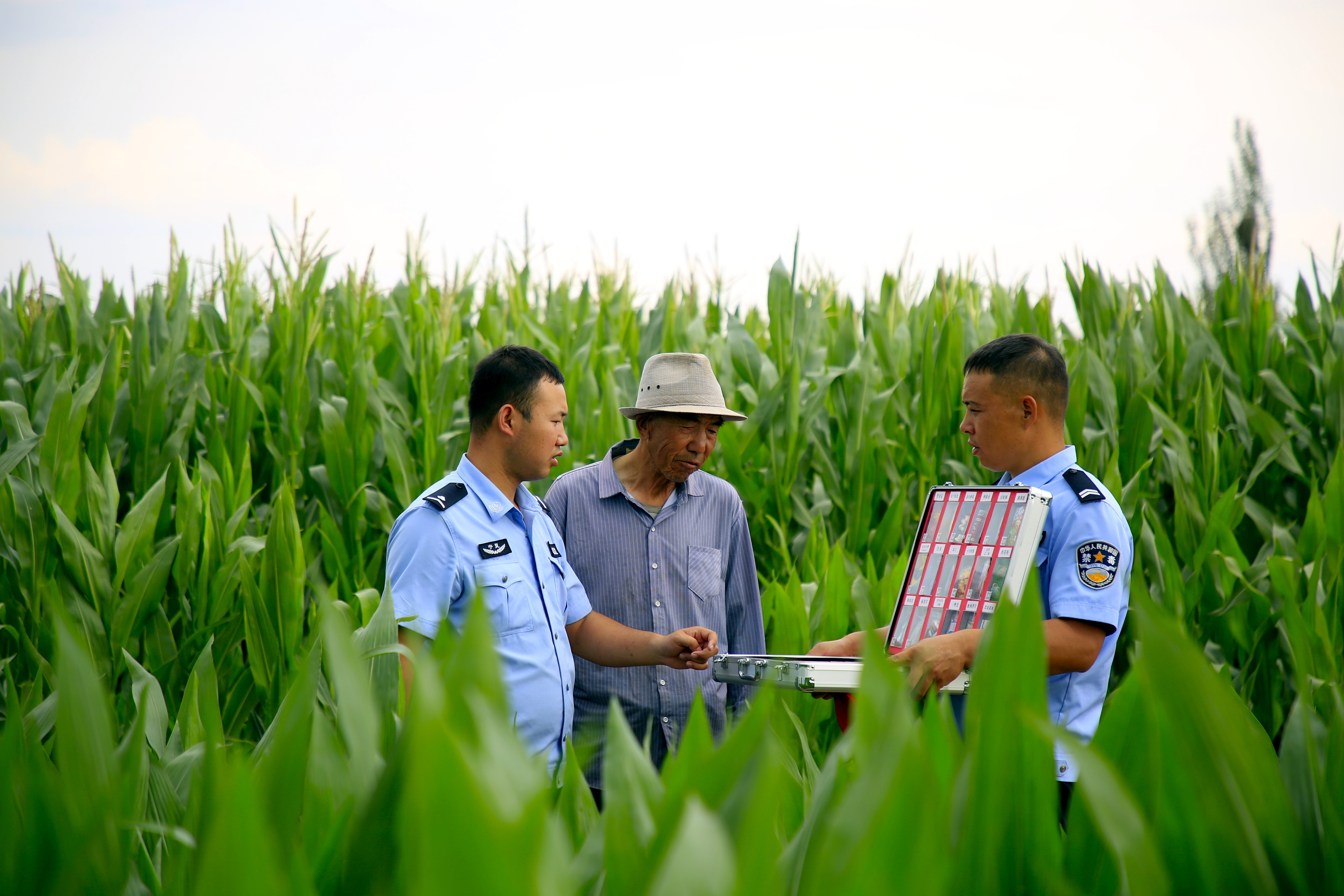 3.滾滾麥浪中的禁毒課堂1.jpg