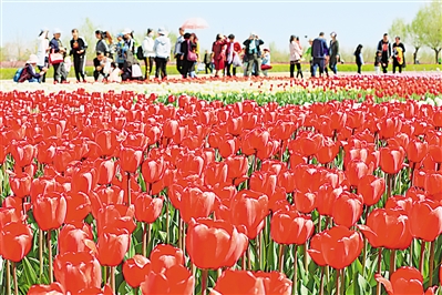     紅色——銀川花博園里盛開(kāi)的郁金香紅似火焰。寧夏把良好生態(tài)環(huán)境作為最普惠的民生福祉，還百姓綠水青山，不斷滿足人民日益增長(zhǎng)的優(yōu)美生態(tài)環(huán)境需要。                 本報(bào)記者 馬楠 攝